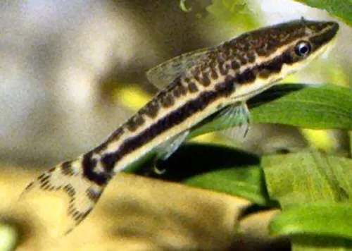 Cá otocinclus Ecuador, Otocinclus huaorani