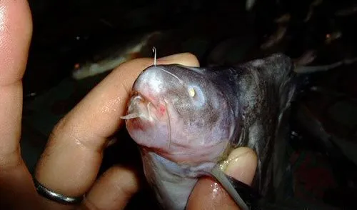 Bagrichthys hypselopterus: mouth view