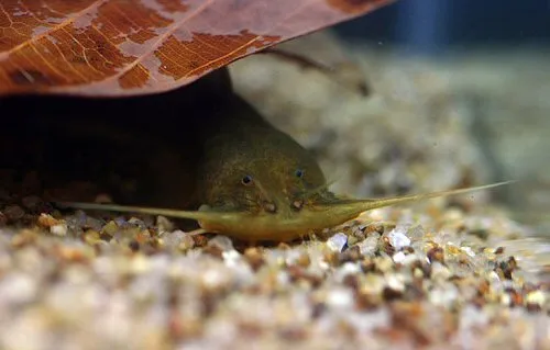 Amblyceps cerinum