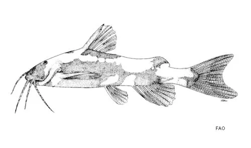 Cá akysis, Akysis variegatus