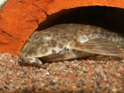 Hemiloricaria fallax: female
