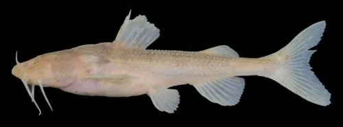 Cá akysid sợi Tonlé Sap, Pseudobagarius filifer