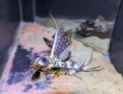 Synodontis eupterus "Marbled": head view