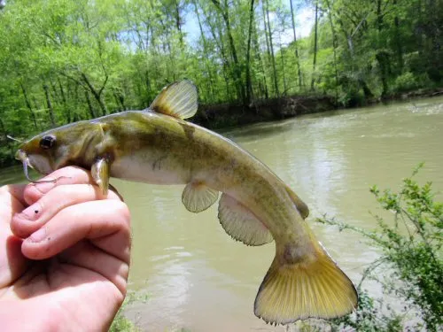 Cá nheo Mỹ ốc, Ameiurus brunneus