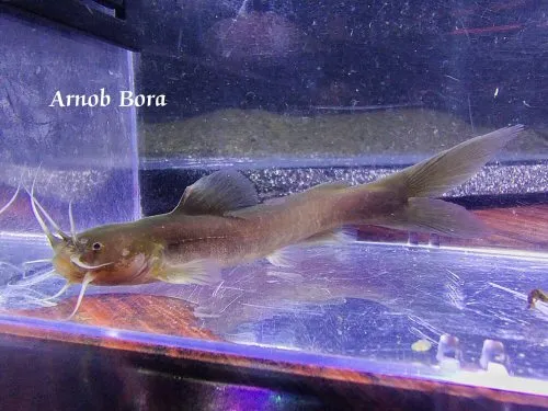 Cá trê Amblyceps arunachalense, Amblyceps arunachalense