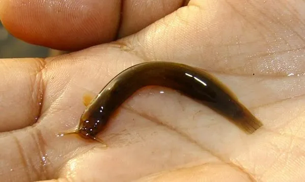 Amblyceps laticeps