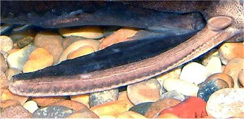 Platydoras armatulus: Pectoral Spine