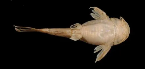 Akysis variegatus: Preserved specimen-ventral view