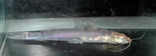Mastiglanis asopos