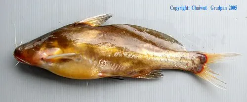 Cá bagrichthys obscurus, Bagrichthys obscurus