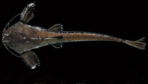 Pterobunocephalus depressus: dorsal view