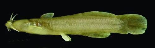 Liobagrus chengduensis: paratype