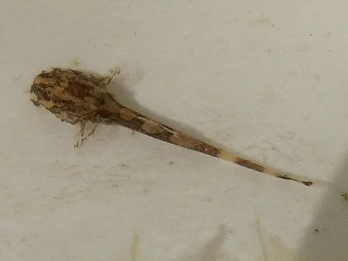 Hemiloricaria fallax: young