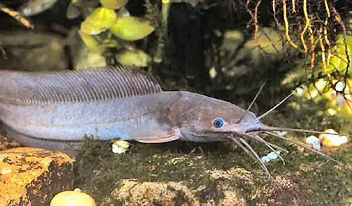 Cá trê Büttikofer, Clarias buettikoferi