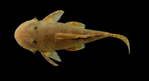 Chaetostoma fischer: Dorsal view-Río La Vieja, Maravelez,Tebaida Quindio, Colombia (alto Cauca) i