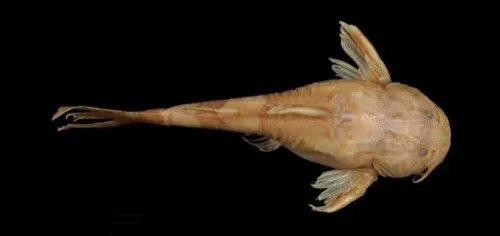 Akysis variegatus: Preserved specimen-dorsal view