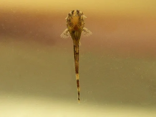Hemiloricaria fallax: young