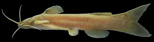 Cá da trơn Amblyceps caecutiens, Amblyceps caecutiens