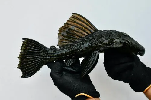 Cá lau kính khổng lồ Megalancistrus barrae, Megalancistrus barrae