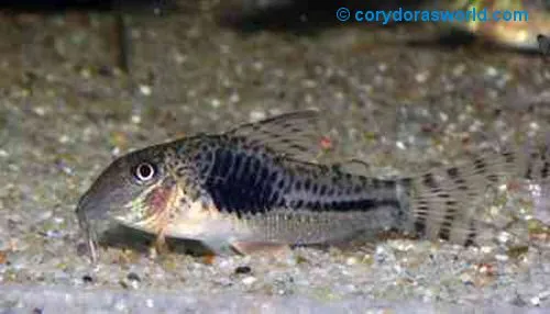 Cá chuột Fuller, Corydoras fulleri