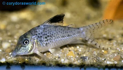Corydoras acutus: male