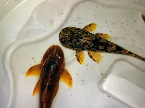 Kronichthys subteres: dorsal view