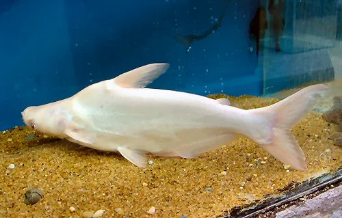 Pangasianodon hypophthalmus: Albino