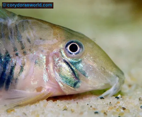 Corydoras desana: head view