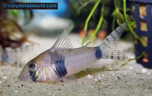 Corydoras desana: adult female