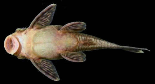 Lasiancistrus caucanus: female - ventral view