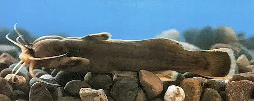 Cá trê suối Liobagrus marginatus, Liobagrus marginatus