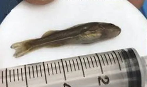Diplomystes nahuelbutaensis: Juvenile-Collected in Laraquete