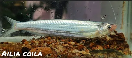 Ailia coila: From Mahanadi river, Odisha, India