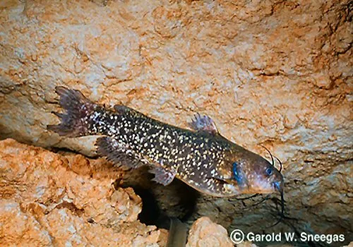 Cá nheo đốm Mỹ, Ameiurus serracanthus