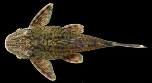 Lasiancistrus caucanus: female - ventral view