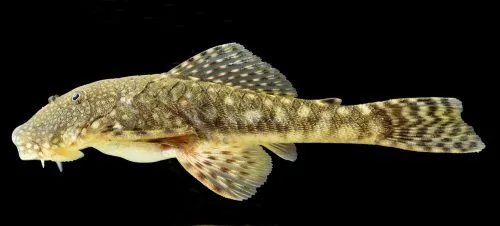Cá chaetostoma hổ Magdalena, Chaetostoma leucomelas