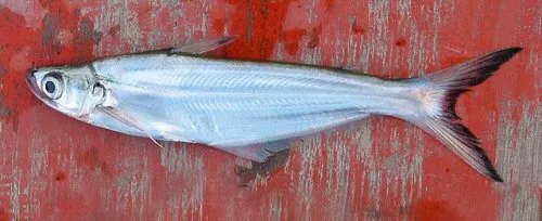 Cá schilbid Myanmar, Eutropiichthys burmannicus
