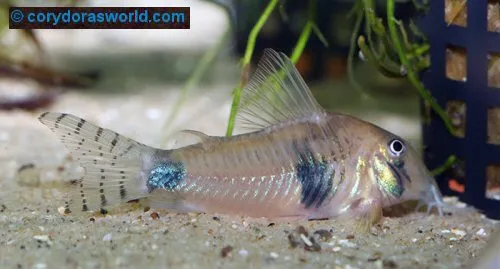 Cá chuột desana, Corydoras desana