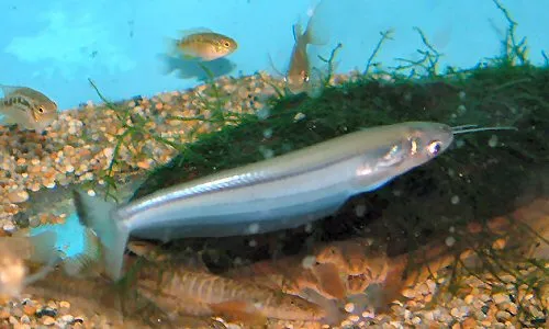 Ikan lais, Kryptopterus cryptopterus