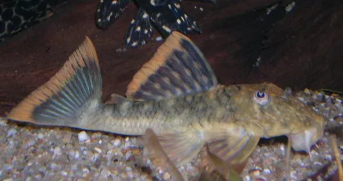 Hemiancistrus guahiborum: juvenile