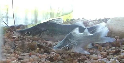 Iheringichthys megalops