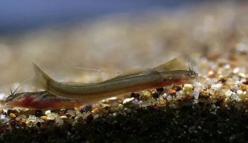 Cá da trơn Amblyceps laticeps, Amblyceps laticeps