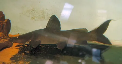 Hemibagrus wyckii: sub-adult