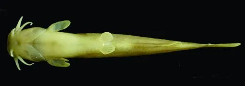 Liobagrus chengduensis: Ventral view-paratype