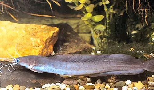 Clarias buettikoferi