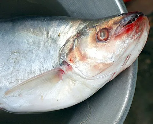 Silonia silondia: Adult showing curved teeth.