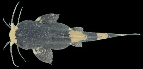 Pseudobagarius inermis: dorsal view