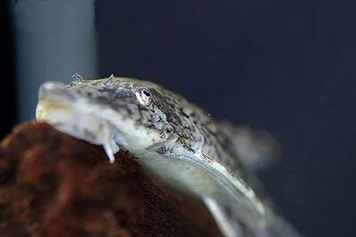 Sturisomatichthys leightoni: head view