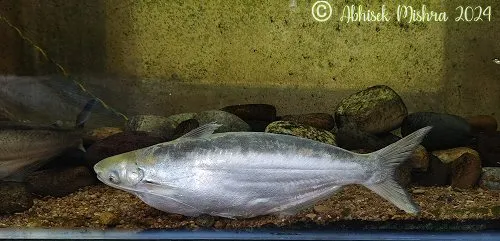 Clupisoma bastari: Gravid female-Mahanadi river, Odisha, India