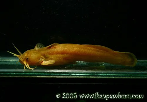 Liobagrus marginatus: female